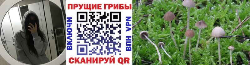 OMG как зайти  Анжеро-Судженск  Псилоцибиновые грибы Cubensis 